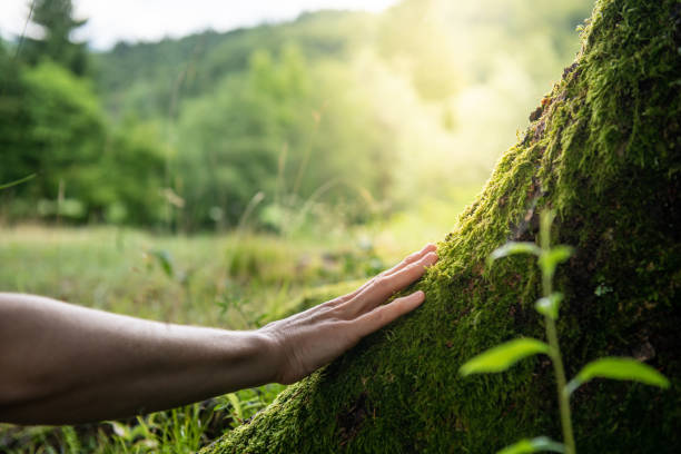 How Our Tree Care Process Works  in  Mount Washington, KY