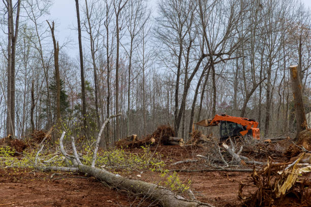 Tree and Shrub Care in Mount Washington, KY