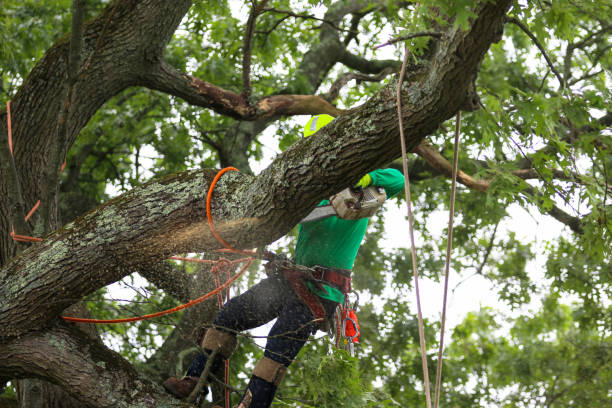 Mount Washington, KY Tree Services Company